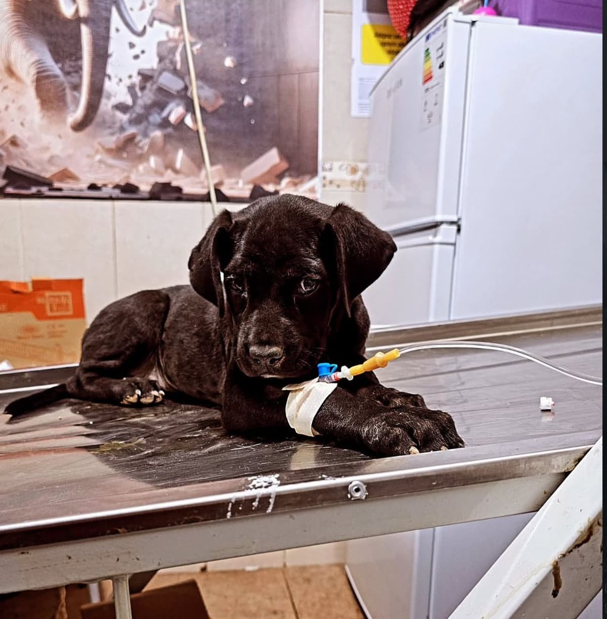 Kırşehir veteriner cerrahi - klinik içi müdahale