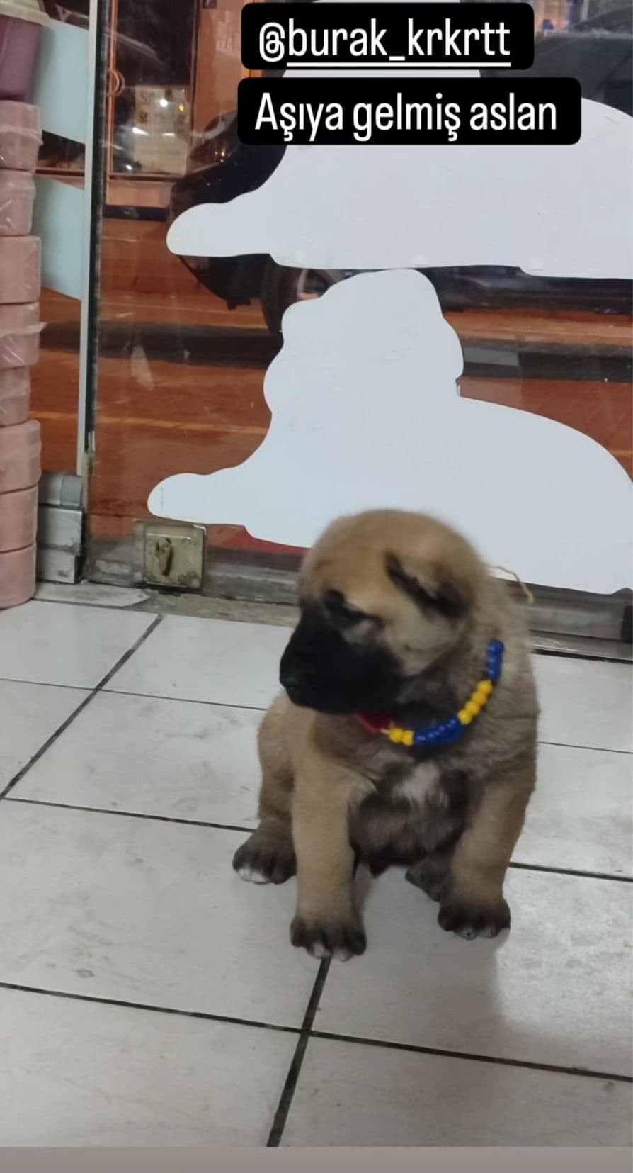 Kırşehir veteriner aşılama - köpek aşısı uygulaması