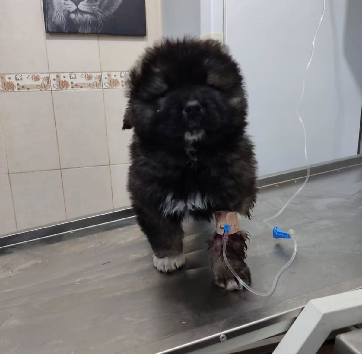 Küçük köpek tedavisi - veteriner kontrolü